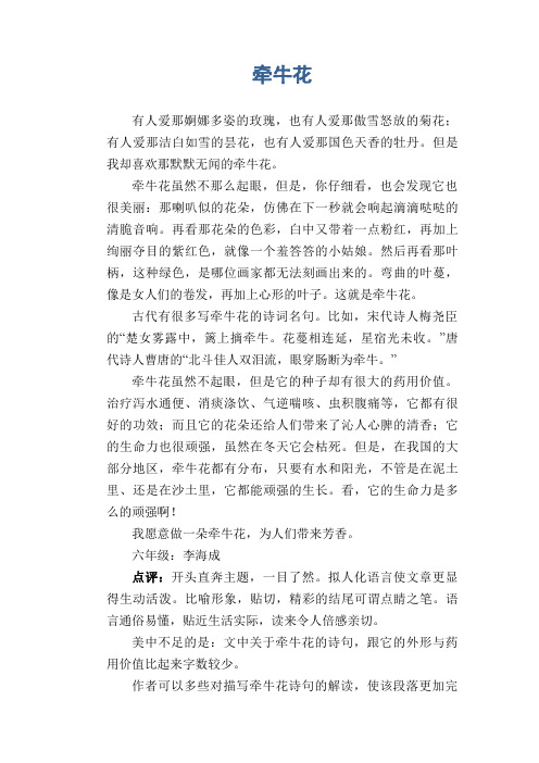 小学生状物习作范文：牵牛花 (2)