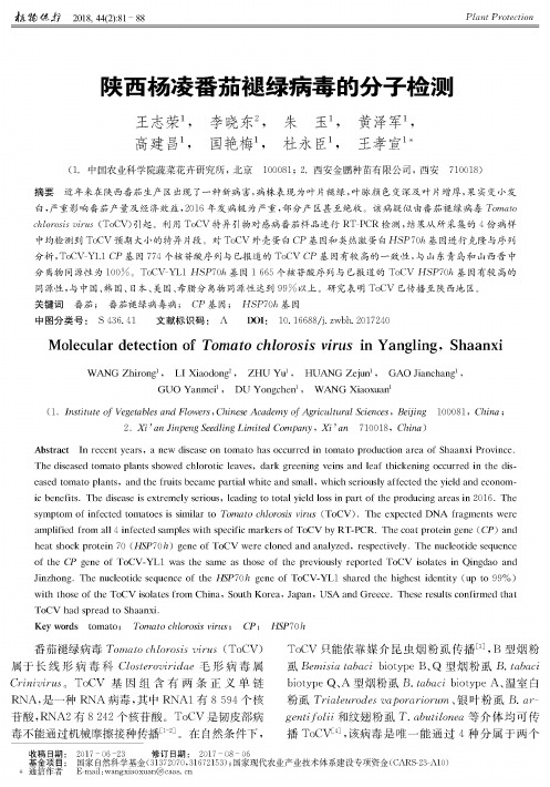 陕西杨凌番茄褪绿病毒的分子检测
