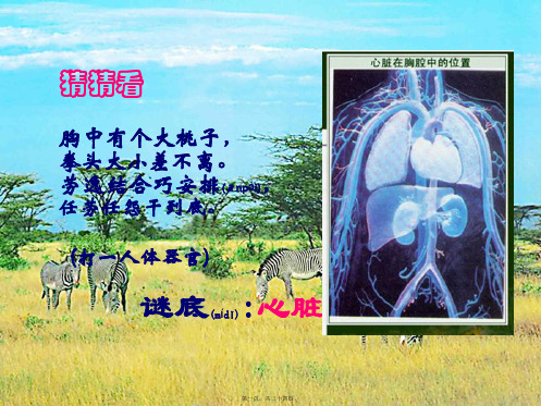 七年级生物下册 第二章 第二节 人体的心脏课件 