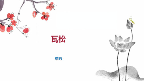 瓦松    