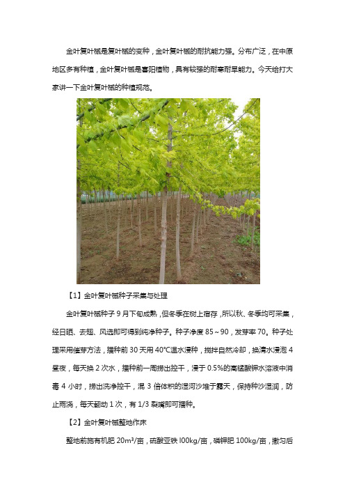 金叶复叶槭种植注意事项