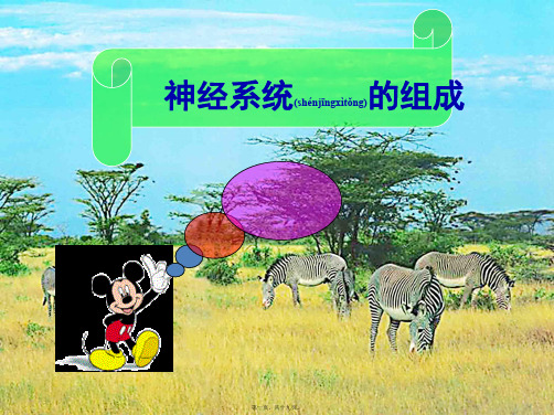 七年级生物下册《神经系统的组成》课件 