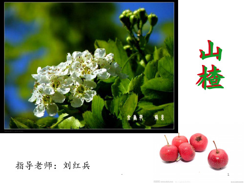 生药---山楂PPT课件