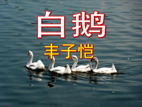 《白鹅》精品课件