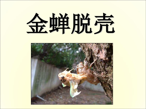 四年级上册语文配套课件-8.金蝉脱壳  l  西师大版 (共21张PPT)