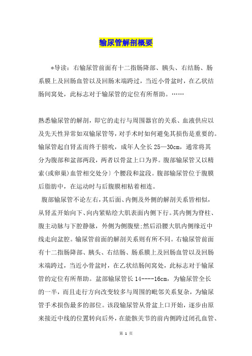 输尿管解剖概要