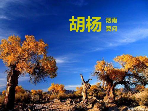 胡杨简介及保护-精品文档
