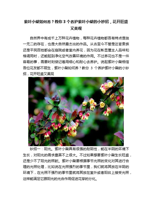 紫叶小檗如何养？教你3个养护紫叶小檗的小妙招，花开旺盛又美观