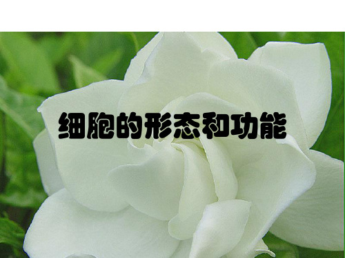 第一单元第2节细胞的形态与功能PPT课件