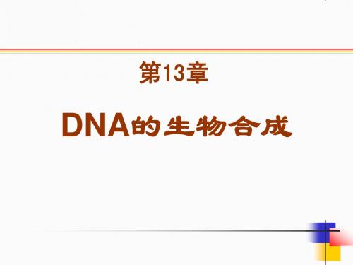 13-DNA的生物合成