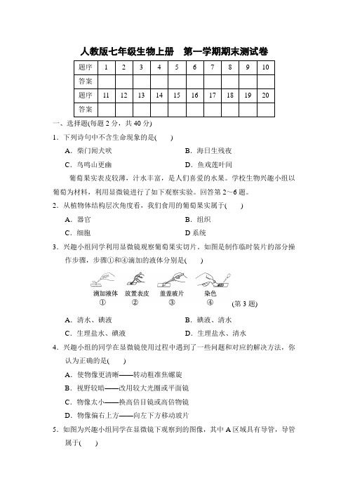 2024-2025学年人教版七年级生物上册  第一学期期末测试卷