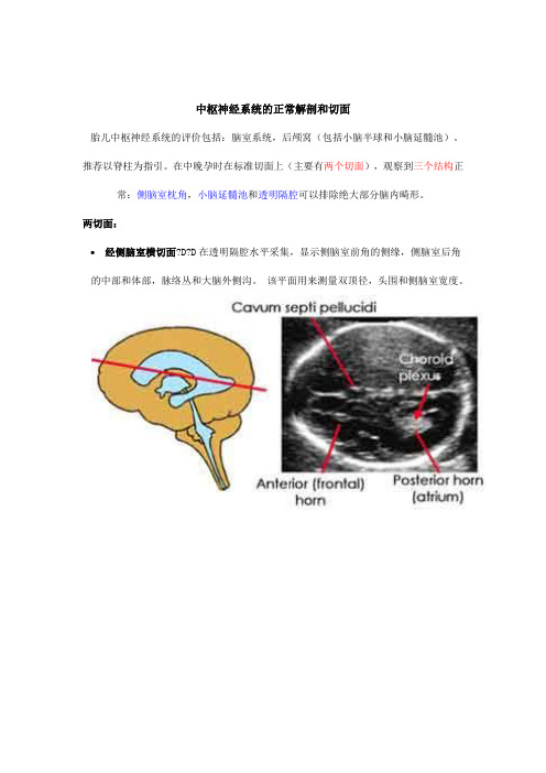中枢神经系统的正常解剖和切面