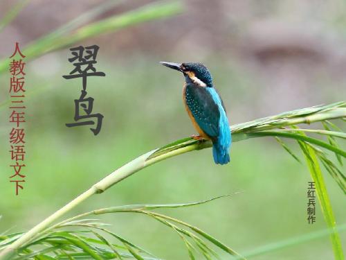 人教版三年级语文下《翠鸟》