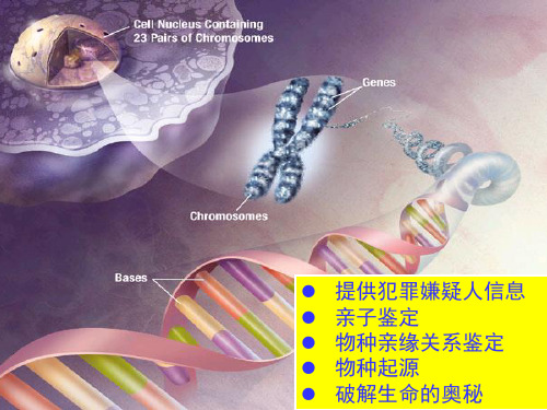核酸是遗传物质的携带者【新】人教版高中生物必修一PPT课件