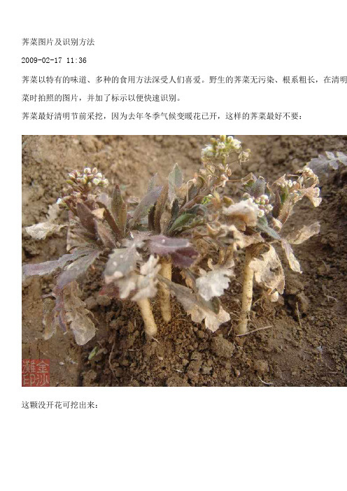 荠菜图片及识别方法