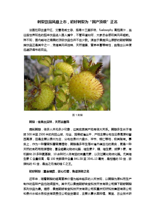 刺梨饮品风靡上市,初好刺梨为“国产顶级”正名