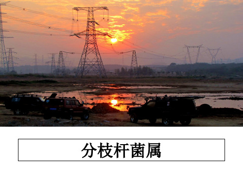 最新分枝杆菌属教学讲义ppt