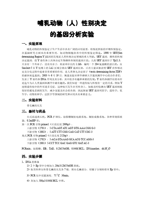 哺乳动物(人)性别决定基因实验