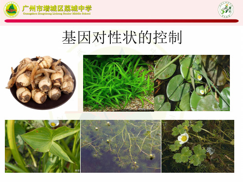 基因对性状的控制(上课用)