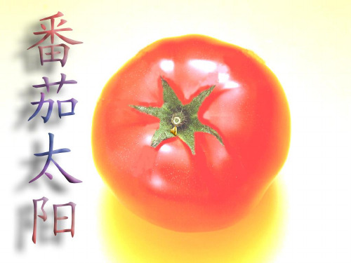 12番茄太阳
