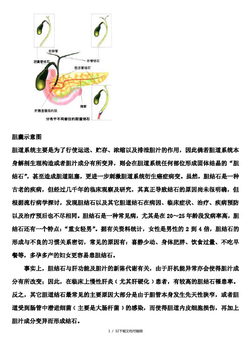 胆囊示意图