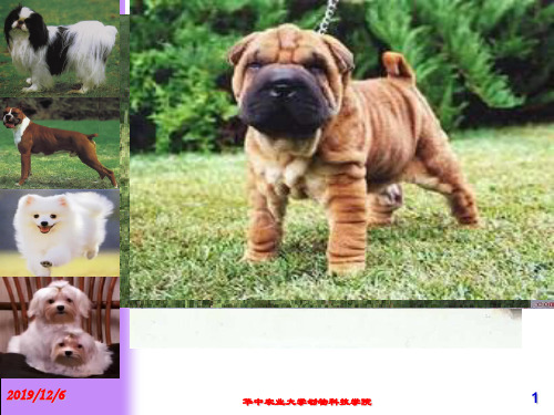 春宠物鉴赏 国外名犬介绍