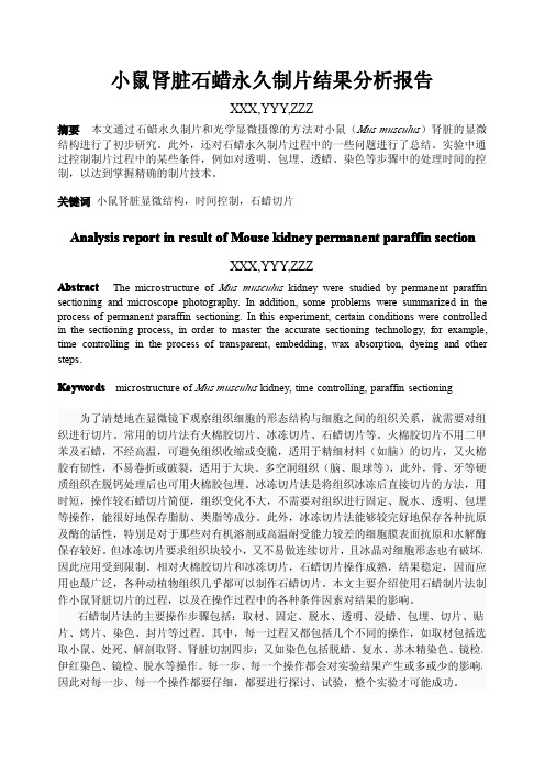 小鼠肾脏石蜡永久制片结果分析报告