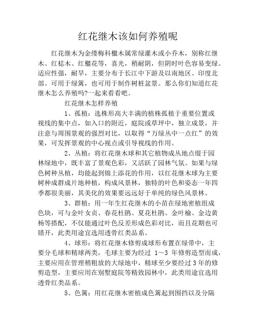 红花继木该如何养殖呢