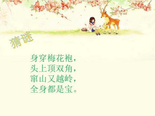 《大鹿》课件