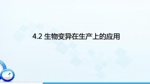 浙科版必修2 《生物变异在生产上的应用》课件(30张)