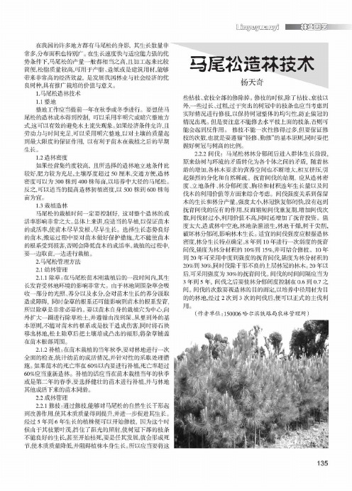 马尾松造林技术