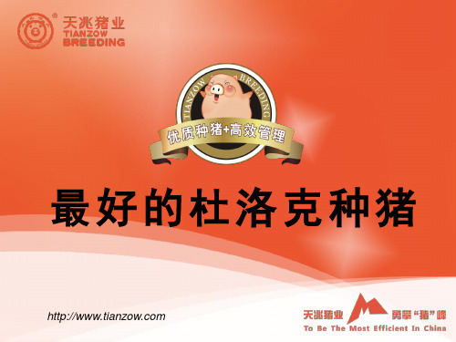 最好的杜洛克种猪