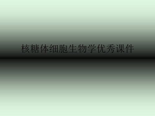 核糖体细胞生物学优秀课件