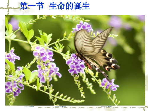 生命的诞生
