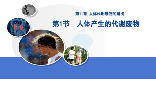 课件11.1人体产生的代谢废物