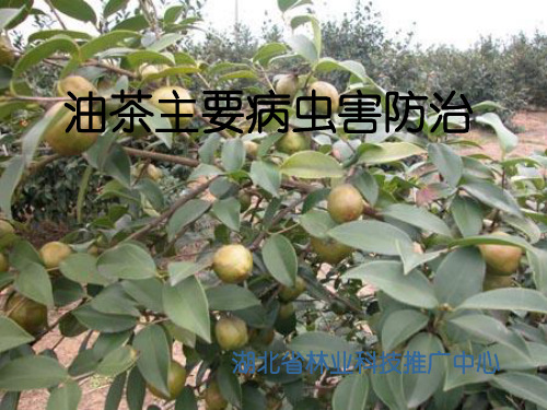 油茶主要病虫害防治