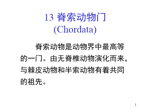 13-14脊索动物门-圆口纲