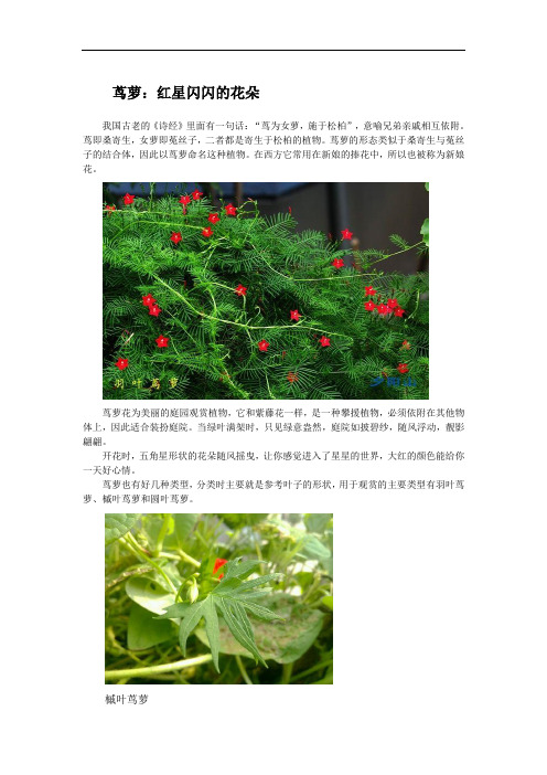 茑萝