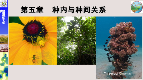 生态学(5.1.1)--竞争和密度效应