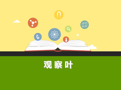 一年级上3《观察叶》