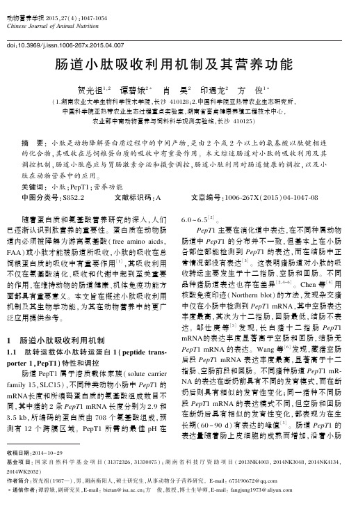 肠道小肽吸收利用机制及其营养功能