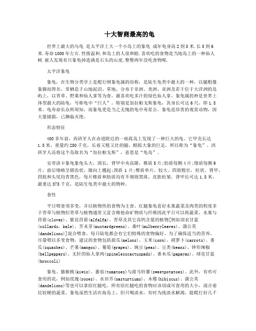 十大智商最高的龟