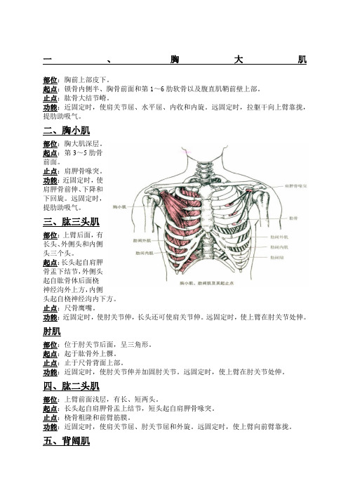 肌肉起止点