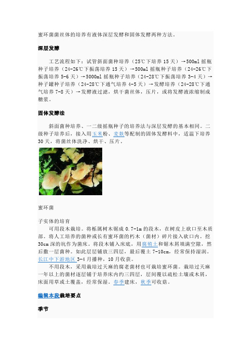 蜜环菌菌丝体的培养有液体深层发酵和固体发酵两种方法
