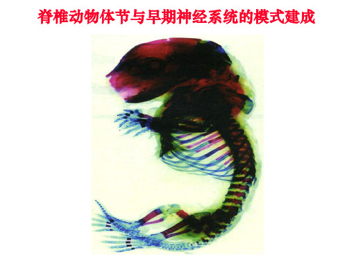 发育生物学——体节与神经系统