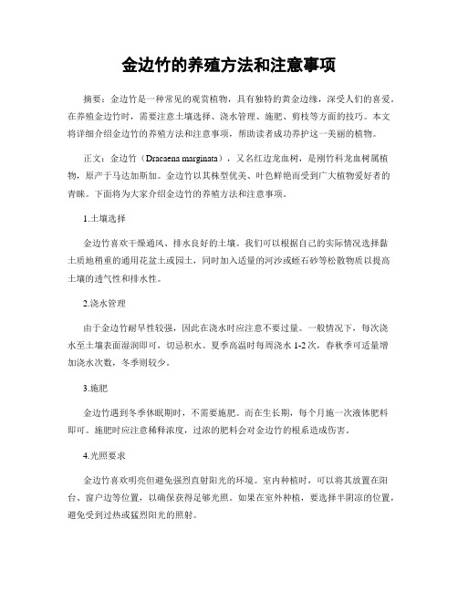 金边竹的养殖方法和注意事项