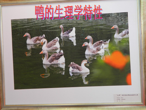 鸭的生理学特性
