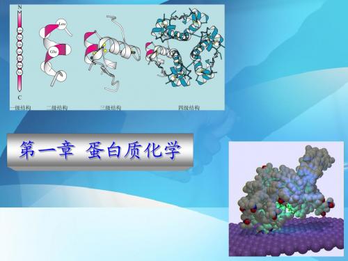 第一章 蛋白质化学