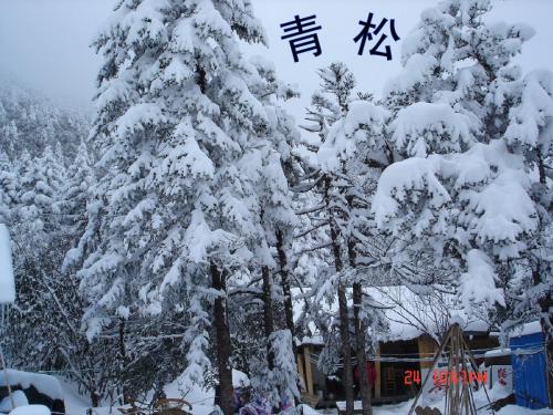 2014二年级上册语文  18、青松