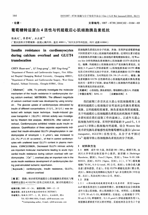 葡萄糖转运蛋白4活性与钙超载后心肌细胞胰岛素抵抗